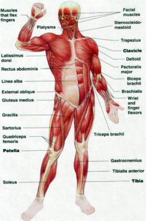 See more ideas about body diagram, muscle anatomy, muscles in your body. Układ mięśniowy akademia-fitness Akademia Fitness, układ ...