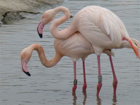 Mengapa Bulu Burung Flamingo Merah Muda Id Id