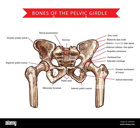 Huesos de la pelvis Imágenes recortadas de stock Página 2 Alamy
