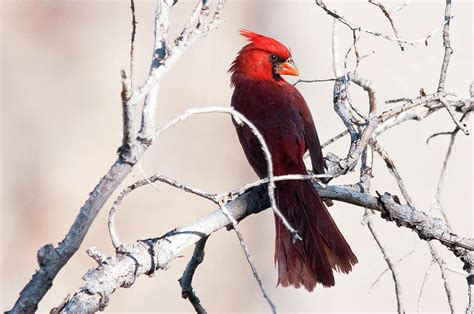 High Desert Cardinal Photograph By Joseph Oland Fine Art America