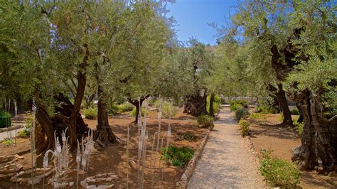 Garden Of Gethsemane Images Fasci Garden