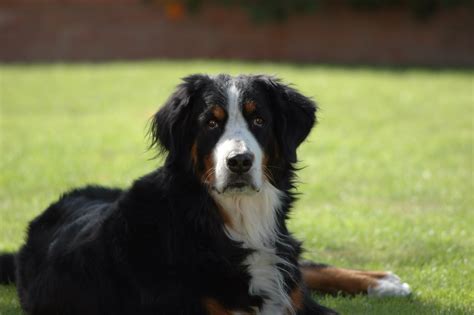 Bernese Mountain Dog Puppies Rescue Colorado Big Lovable Goofball Is