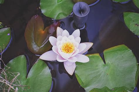 Lily Pad Lily Flower Water Pond Green Pad Garden Bloom Plant