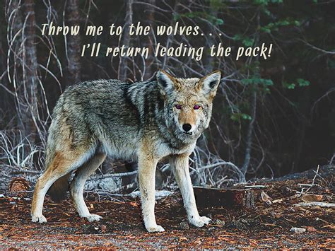 Menacing Wolf In The Woods Lead The Pack Photograph By Elaine Plesser