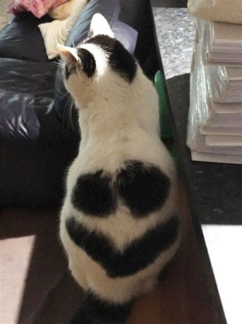 35 Cats With Crazy One Of A Kind Fur Patterns That Are Guaranteed To
