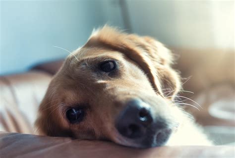 11 Tips From The Pros On Calming Your Anxious Dog This Dogs Life
