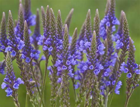 Vervain Verbena Officinalis The Aesthetic Cure All Herb