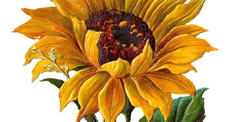 Antique Images Digital Stock Sunflower Artwork Flower Clip Art Download