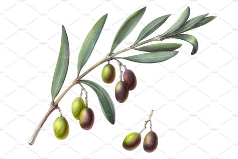 Olive Branch Pencil Illustration Food Illustrations ~ Creative Market