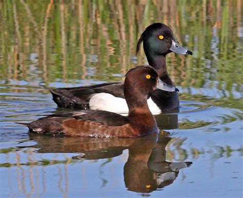 Tufted Duck Flora And Fauna Of Late Pleistocene Southeast France 44