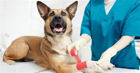 The Healing Stages Of A Dog Wound Vetmedx Animal Wellness