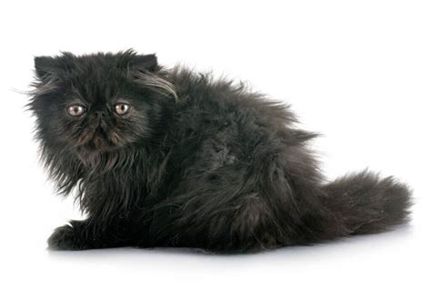 Black Persian Cat Breed Mainecoon Companion