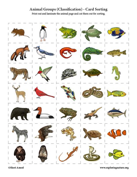 Animal Groups Classification Card Sorting Activity