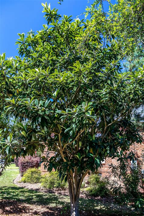 The Lovely Loquat Tree Columbia Metropolitan Magazine