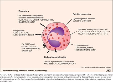 Figure 2 From Masters Of Immunology Eosinophils And Cancer Semantic