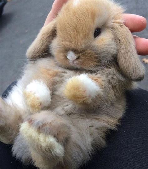 Conejitos Para Alegrar Tu Día On Twitter Fluffy Animals Pet Bunny