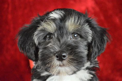 Every puppy purchase goes towards an adoption of a child in need. Havanese Puppies for Sale | Royal Flush Havanese