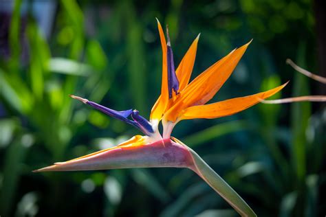 Bird Of Paradise Free Stock Photo Public Domain Pictures