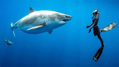 Taucher Stossen Vor Küste Hawaiis Auf Riesigen Weissen Hai