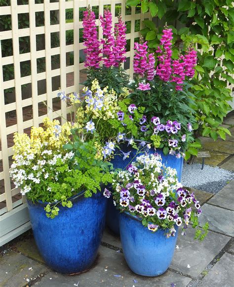 Perennial Plants For Pots Image To U