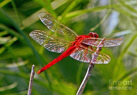 Red Dragonfly Photograph By Terri Mills Fine Art America
