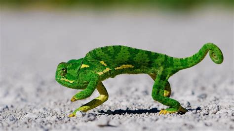1920x1080 Resolution Green Chameleon Animals Lizards Chameleons