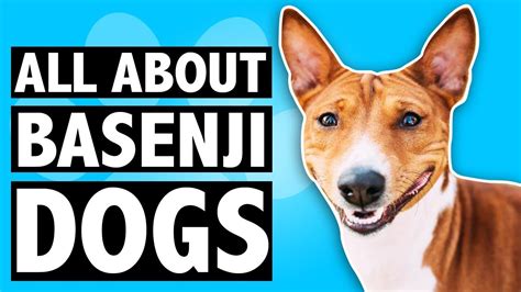 Basenji Dog Breed Characteristics Evolution History