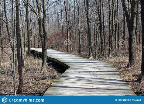 Boardwalk In A Forest Surrounded By A Lot Of Leafless Tall Trees Stock