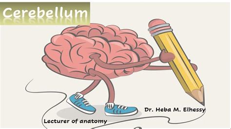 Cerebellum Youtube