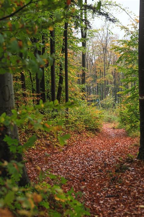 Beautiful Autumn Forest With Different Trees Walking Trail In A