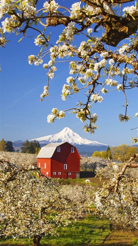 Country Living Spring Flowering Trees Barn Loving The Country
