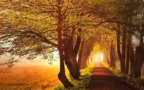 1920x1080px 1080p Free Download Autumn Road Leaves Field Trees