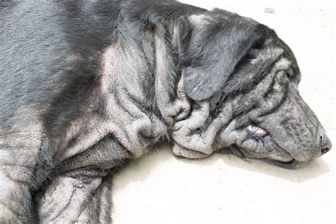 Malassezia Dermatitis Yeast Infections In Dogs Causes Treatments
