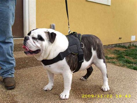 Read reviews for the top rated harnesses for bulldogs. MACK wearing our exclusive Dog harness for tracking ...