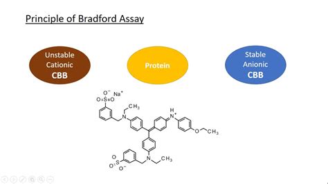 Reagent Bradford How Works