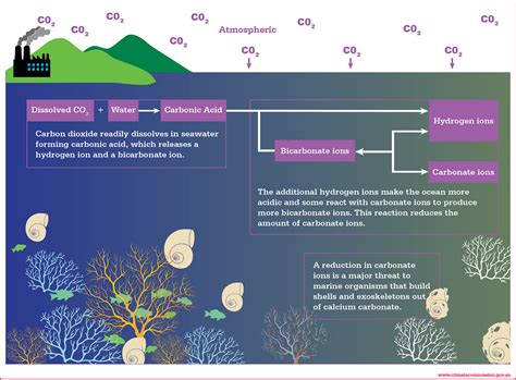 Ocean Acidification Chemistry Causes And Consequences