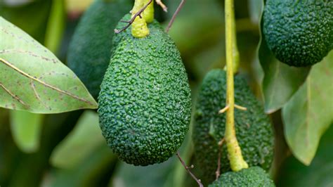 Avocadobaum Eigenschaften Und Tipps Im Überblick Obi