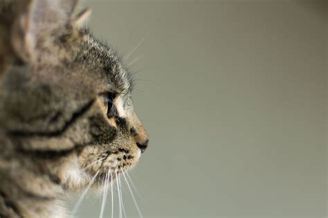 Side View Portrait Of Cat Copyright Free Photo By M Vorel Libreshot