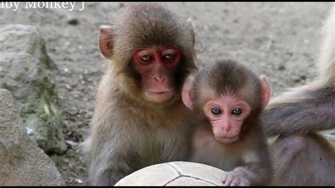 Cute Sibling Trying To Protect Baby Monkey Playing With Ball Youtube
