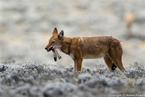 Ethiopian Wolf Canis Simensis Feeding On Hare Bale Mountains