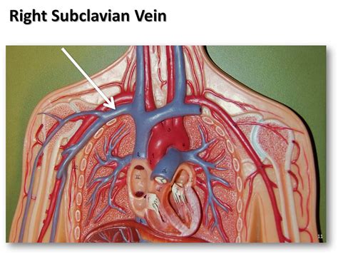 Right Subclavian Vein The Anatomy Of The Veins Visual Gu Flickr