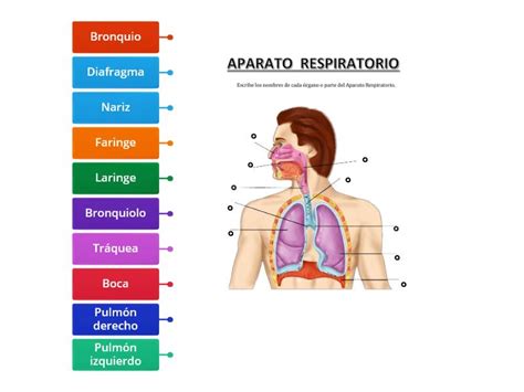 Aparato Respiratorio Diagrama Etiquetado