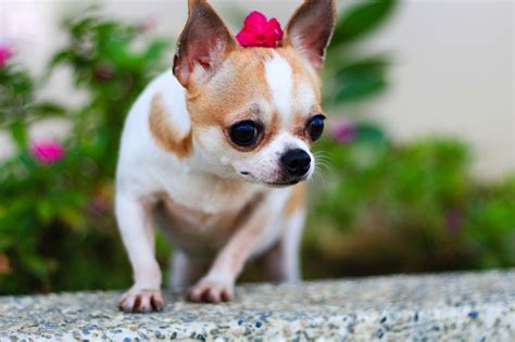 Animals Dog Chihuahua Depth Of Field Wallpapers Hd Desktop And