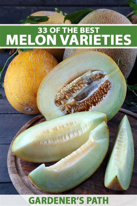 33 Of The Best Melon Varieties Gardeners Path