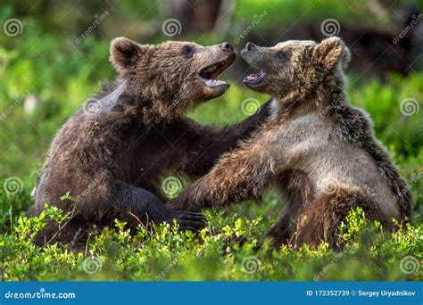 Brown Bear Cubs Playfully Fighting In Summer Forest Scientific Name