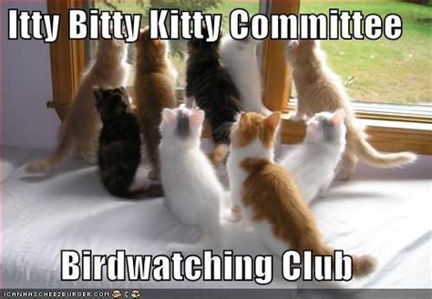 Itty Bitty Kitty Committee Birdwatching Club Cats Kittens Meme