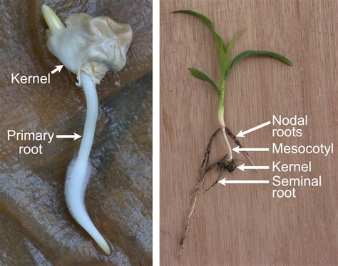 Life Cycle Of Maize Earthhome Evolution