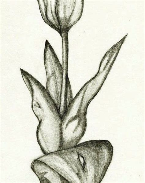29 Sketsa Animasi Bunga Tulip Trend Saat Ini