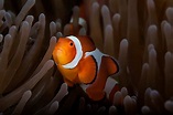Clownfish (Amphiprioninae) In Anenome; … – License image – 71199827 ...