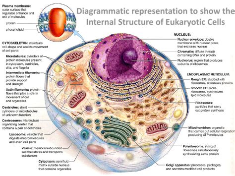 Eukaryotic Cell Structure Eukaryotic Cell Cell Structure Human Cell